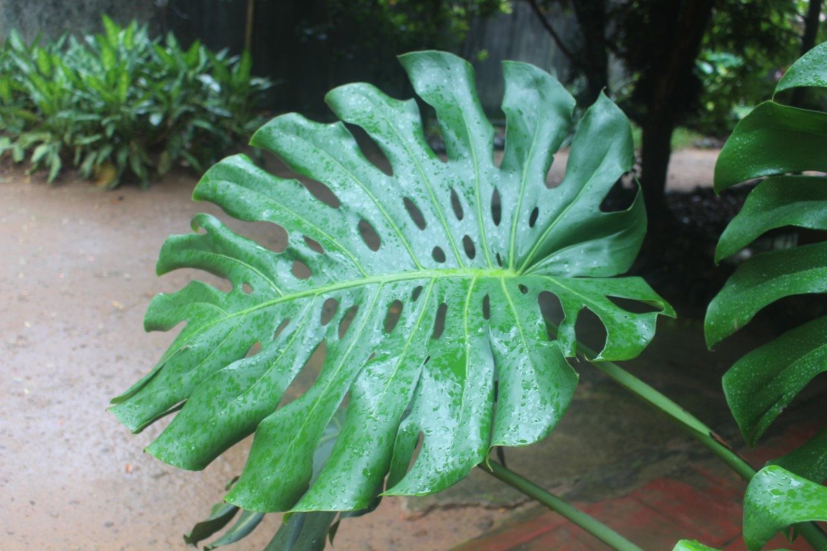 Monstera deliciosa Liebm.